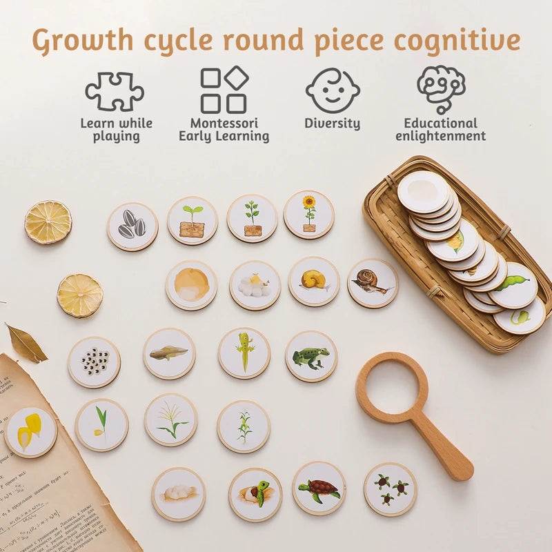 Montessori Toys Animal Life Cycle Cognition 🔍